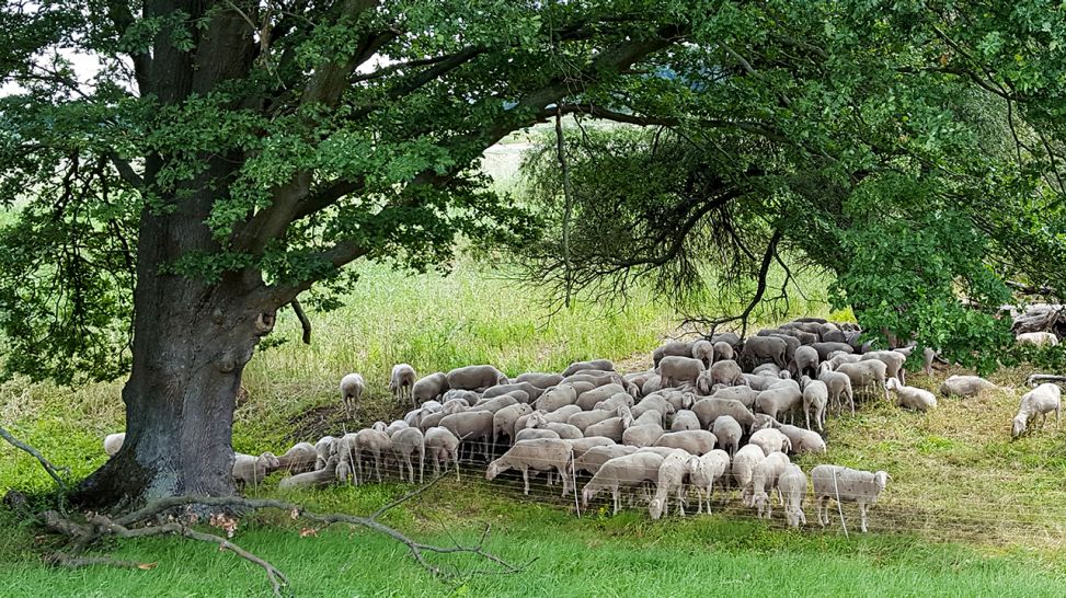 Ländliches Idyll – in den Oderauen bei Lebus; © Uwe Elfner-Mendyka