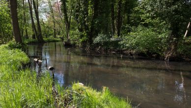 Durch Erlen- und Buchenwälder schlängelt sich die Schwärze im Barnimer Land, wie hier im Forstbotanischen Garten in Eberswalde (Brandenburg) © IMAGO / Margit Wild