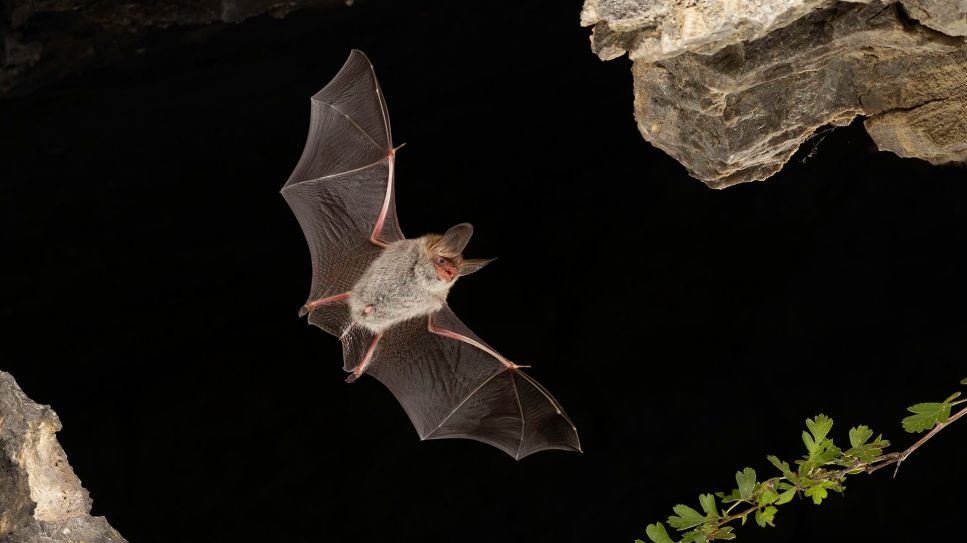 Bechsteinfledermaus (Myotis bechsteinii) im Flug © picture alliance / imageBROKER | Franz Christoph Robiller