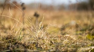 Vertrocknete Gräser und Büsche in einem Naturschutzgebiet und ehemaligem militärischen Übungsgelände bei Luckenwalde in Brandenburg; © picture alliance/Rainer Keuenhof