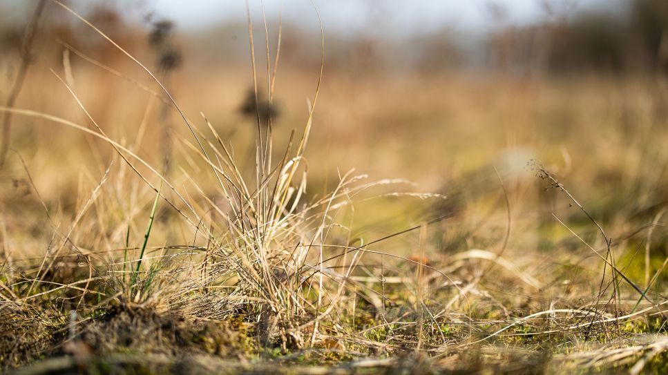 Vertrocknete Gräser und Büsche in einem Naturschutzgebiet und ehemaligem militärischen Übungsgelände bei Luckenwalde in Brandenburg; © picture alliance/Rainer Keuenhof