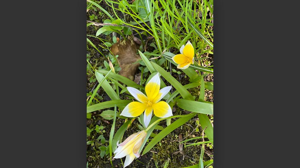 Wildtulpe Tarda © Christine Ehrhardt