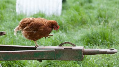 Ein braunes Huhn auf einer Anhängerkupplung, Blick nach unten und ein Lauf in der Luft (Quelle: Axel Hartmann)