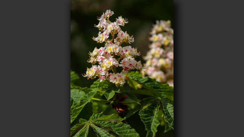 Kastanienblüte; © Carsten Kampf