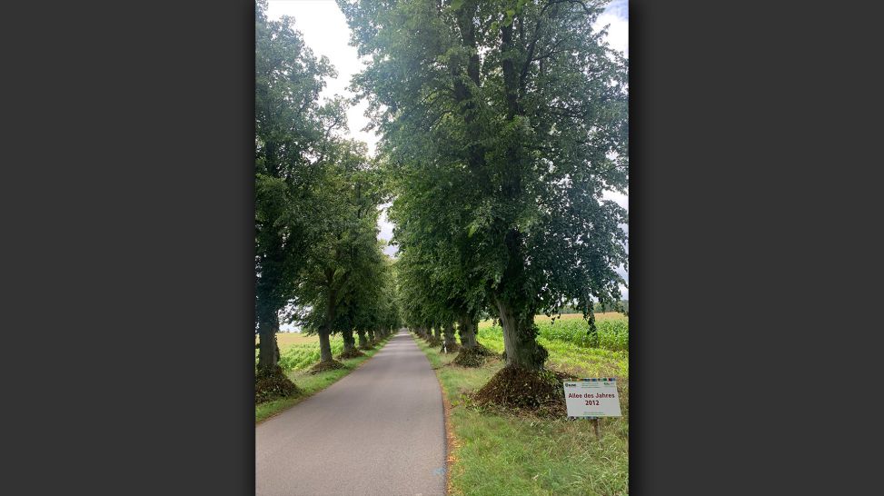 Allee in der Uckermark; © Hanna Lempp