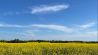 Berlin, Rapsfeld am Mauerweg bei Heinersdorf - Teltow © Markus Hilbich