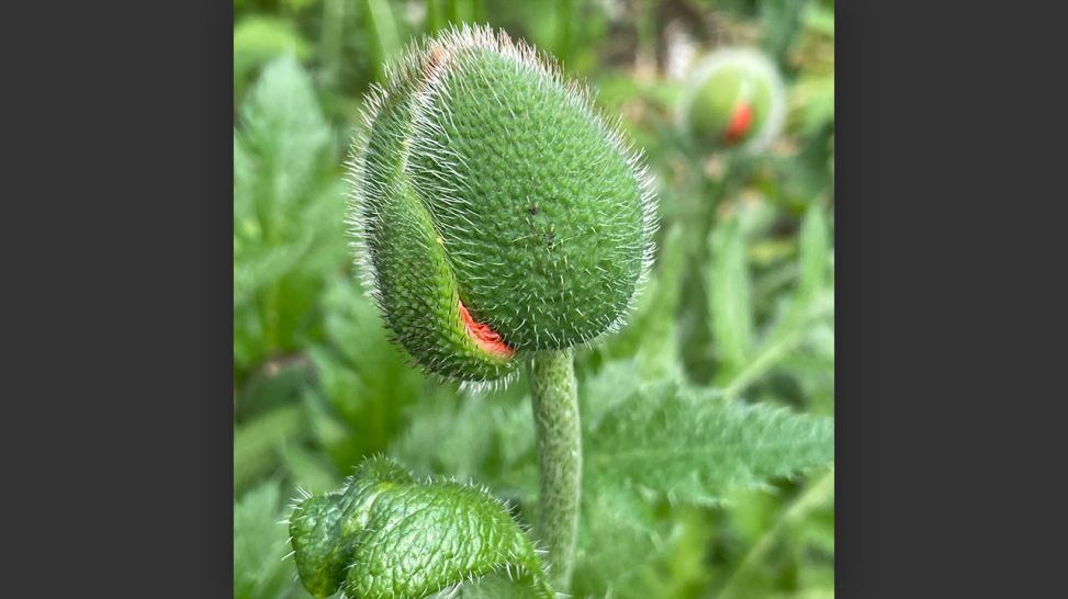 Der Mohn kommt bald! © Markus Hilbich