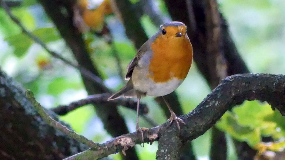 Wieder in meiner Nähe: Rotkehlchen; © Monika Rohde